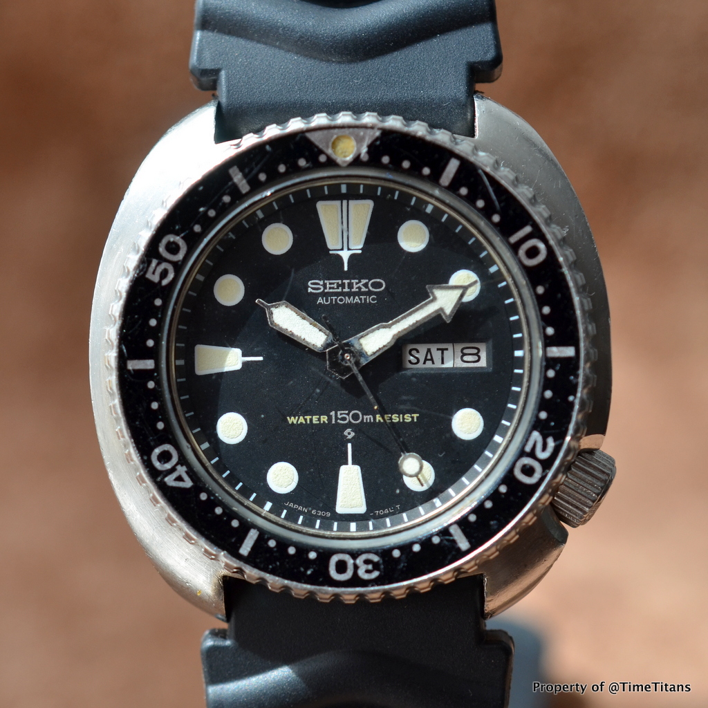 6309 turtle